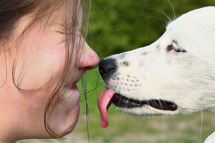 دلایل لیس زدن سگ چیست؟