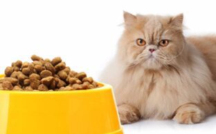 چه طعم غذای خشکی برای گربه ام بگیرم؟