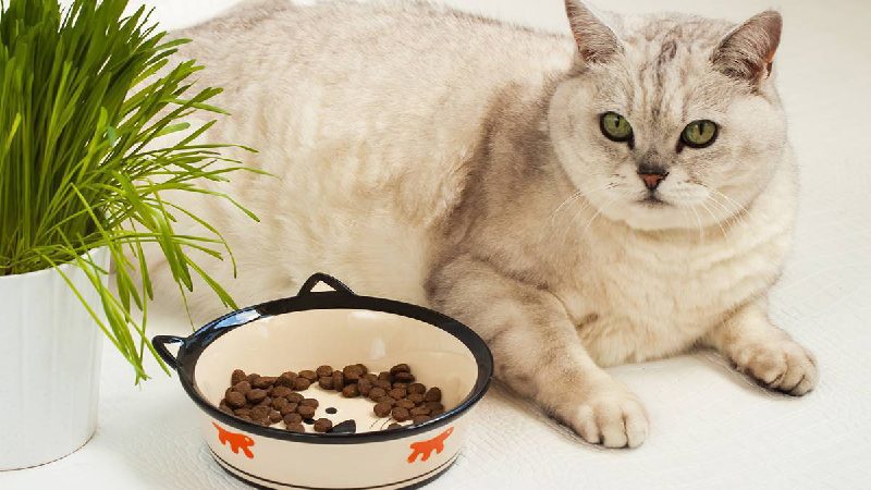 بهترین غذا برای گربه باردار
