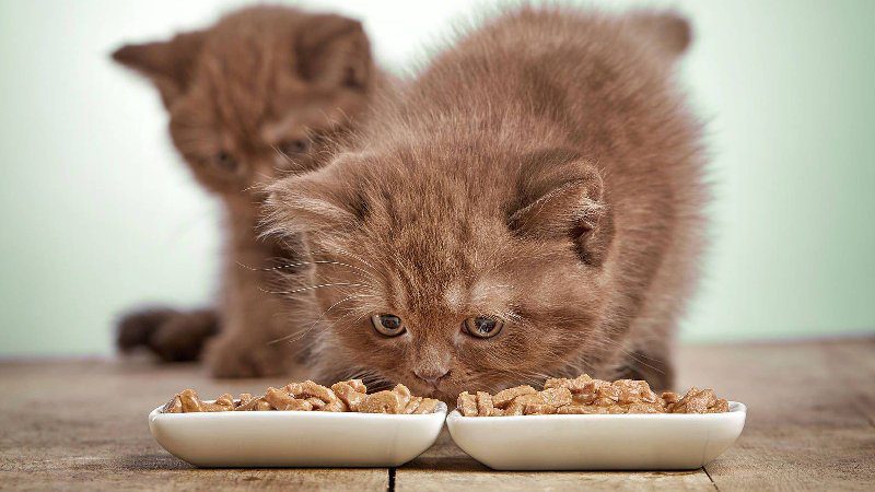 برای بچه گربه غذای خشک بهتره یا کنسرو؟