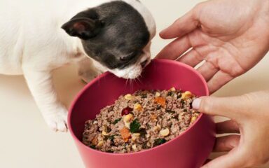 بهترین غذا برای سگ عقیم شده