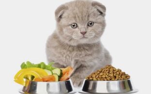 برای بچه گربه غذای خشک بهتره یا کنسرو؟
