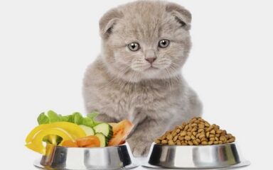 برای بچه گربه غذای خشک بهتره یا کنسرو؟