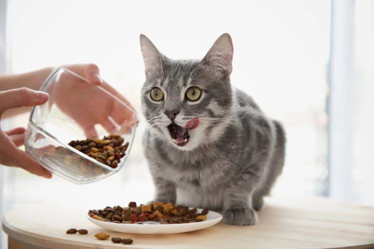 بهترین غذا برای گربه باردار