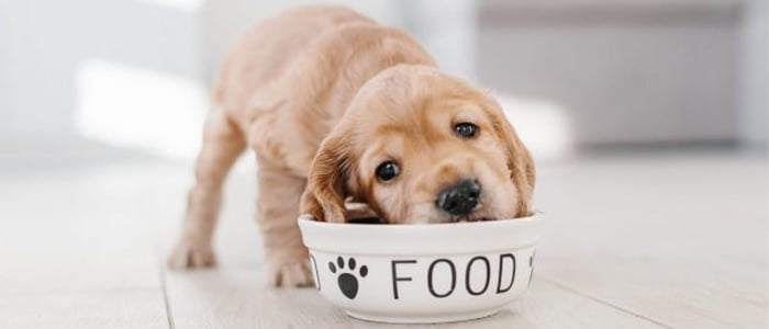 رژیم غذایی برای توله سگ در حال رشد