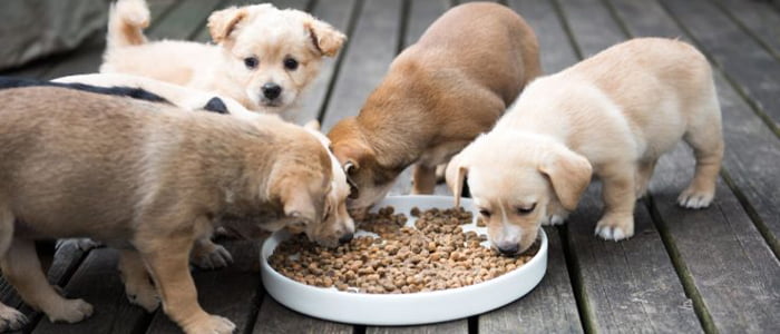 بهترین رژیم غذایی برای توله سگ در حال رشد چیه؟