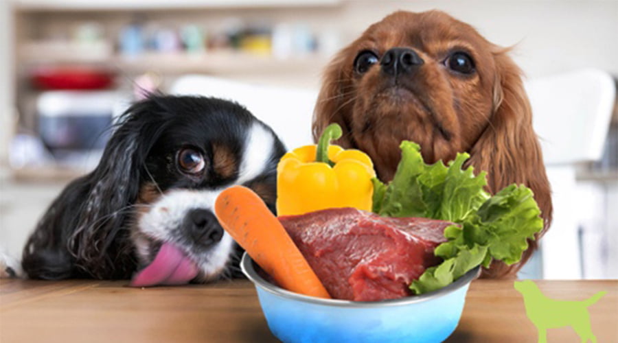 بهترین رژیم غذایی برای توله سگ در حال رشد چیه؟