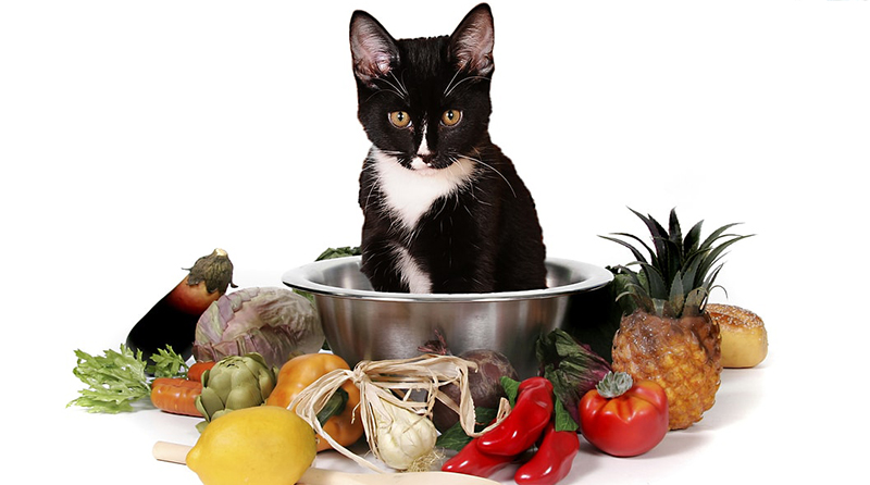 طرز تهیه غذای خانگی برای گربه