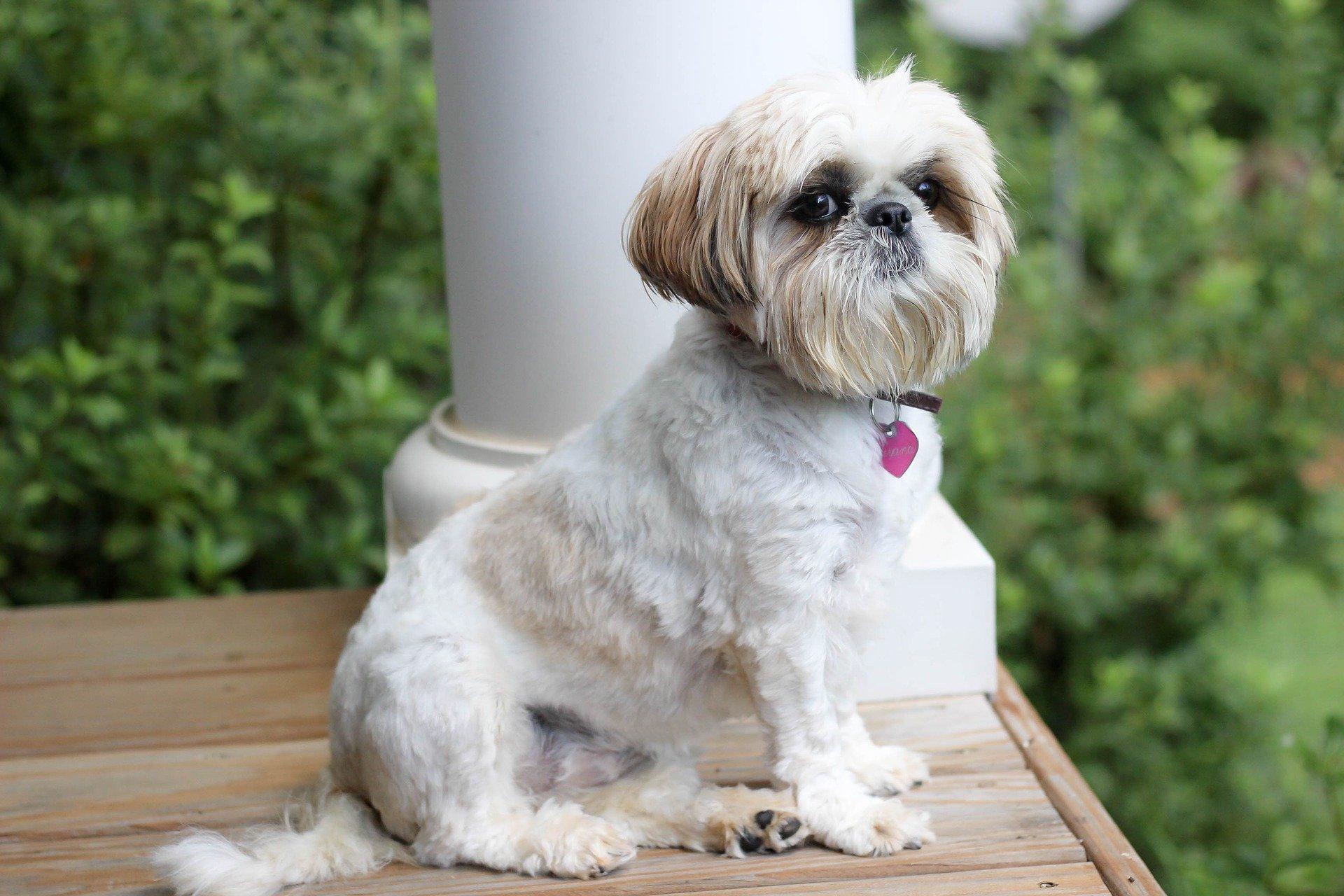 Wholesome And Heartfelt: Nourishing Homemade Delights For Your Beloved Shih Tzu