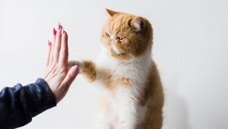 آموزش دست دادن یا های فایو به گربه‌ها