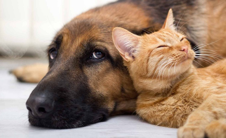 روش آشنایی سگ و گربه با یکدیگر