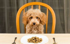 علت نخوردن غذای خشک سگ چیست؟