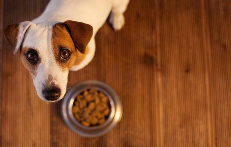 چرا بعضی از سگ‌ها علاقه‌ای به خوردن غذای خشک ندارند؟