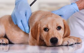 شایع ترین بیماری های سگ و راه های درمان آن