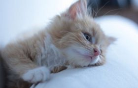 علائم سرطان خون در گربه ها  