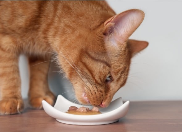 بهترین غذا برای گربه های مسن چیست؟