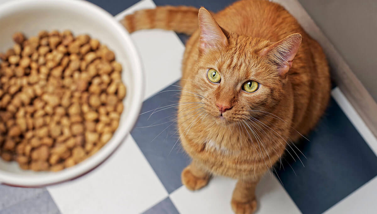 بهترین غذا برای گربه های مسن چیست؟  