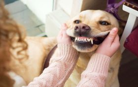 همه چیز درباره دهان و دندان سگ