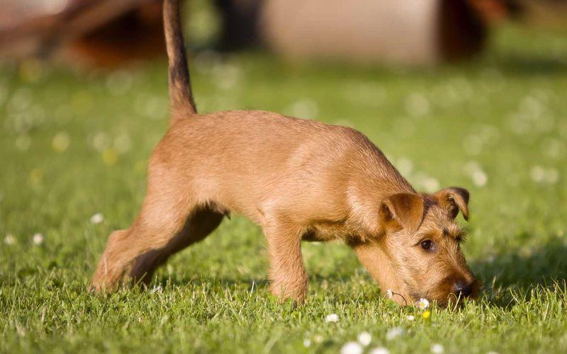 چرا سگ ها مدفوع خود را میخورند؟ 