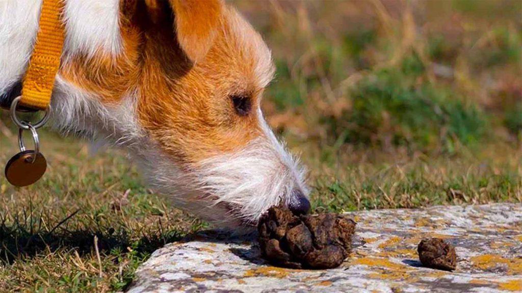 چرا سگ ها مدفوع خود را میخورند؟ 