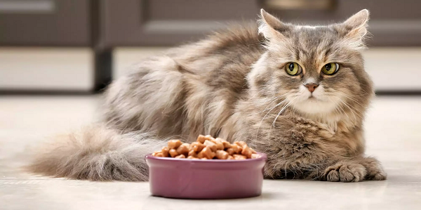 نکات مهم درباره پختن غذای خانگی برای گربه ها 