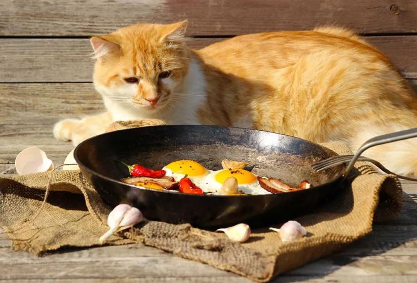 نکات مهم درباره پختن غذای خانگی برای گربه ها 