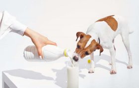 آیا سگ ها به لاکتوز حساسیت دارند؟ 