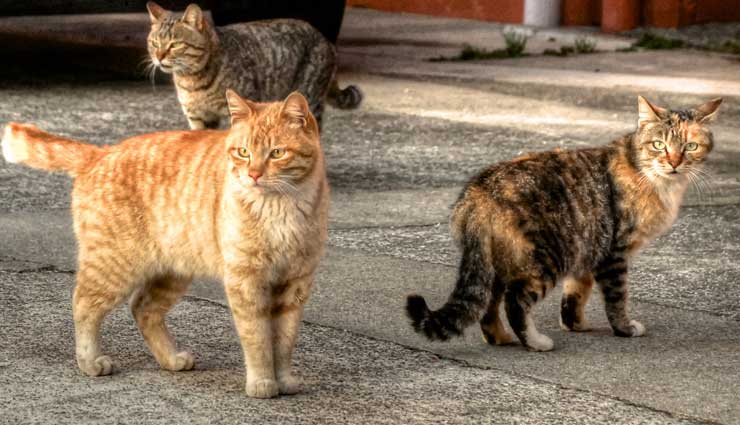 مناسب ترین غذا برای دادن به گربه های خیابانی چیست؟ 