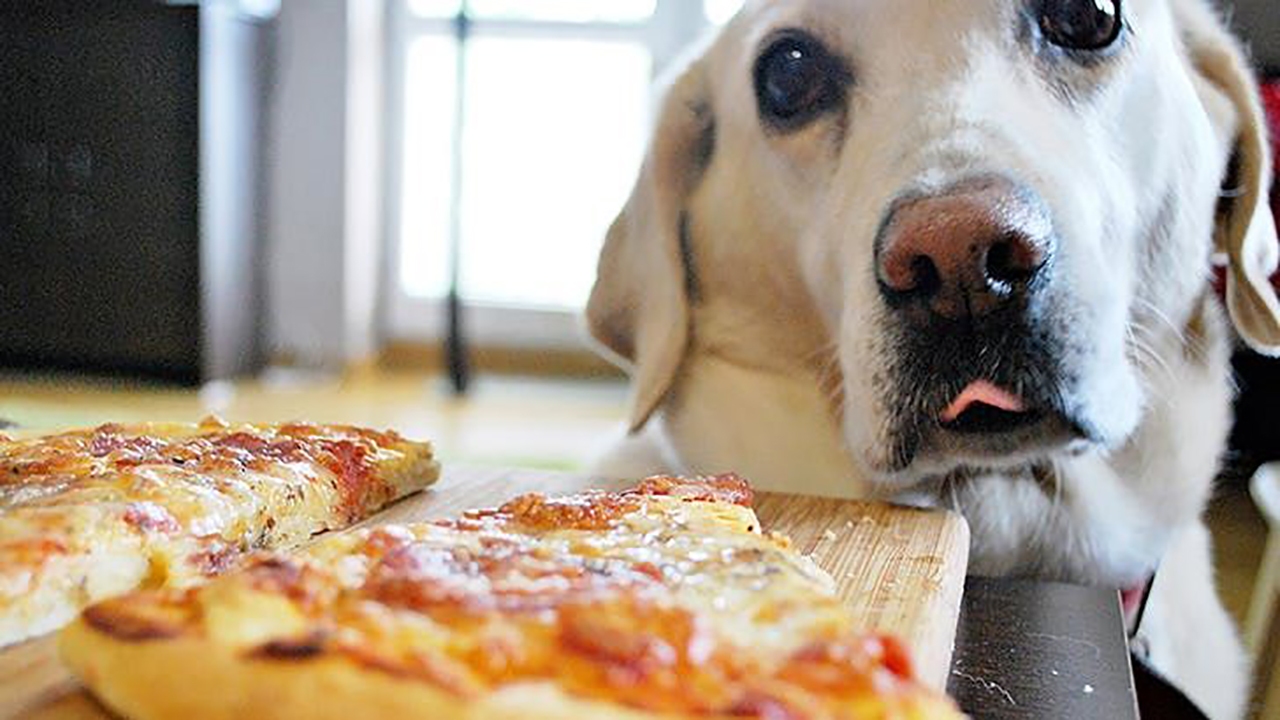 طرز تهیه پیتزا برای سگ خانگی  
