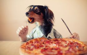 طرز تهیه پیتزا برای سگ خانگی
