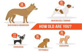 سگ‌ ها چقدر عمر میکنند؟