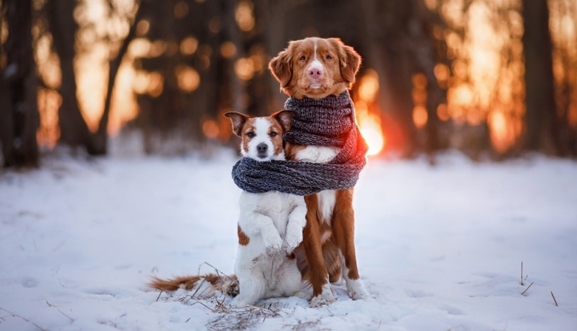 نگهداری از سگ ها در زمستان