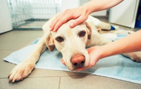 آیا سگ ها دچار مسمومیت میشوند؟