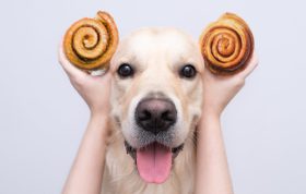 دیابت در سگ ها و درمان آن