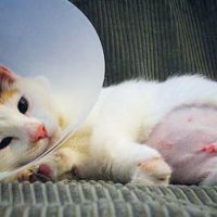 عمل جراحی عقیم سازی گربه ها و عوارض آن