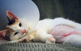 عمل جراحی عقیم سازی گربه ها و عوارض آن
