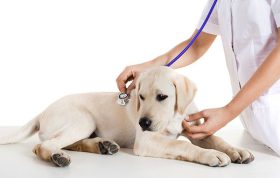 راهنمای مراقبت از سگ مبتلا به پاروا ویروس