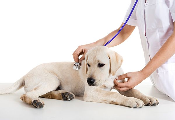 راهنمای مراقبت از سگ مبتلا به پاروا ویروس