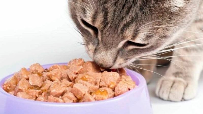 غذای خشک گربه ها و مزایای آن