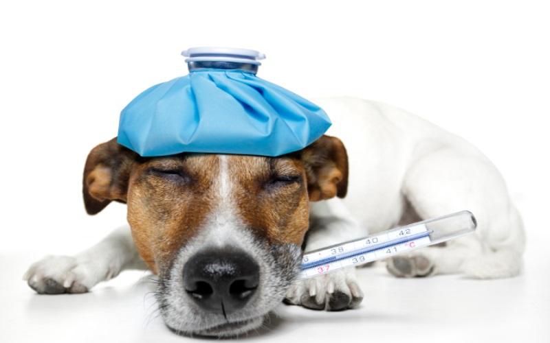 توصیه های پزشکی برای سگ ها 