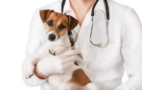 توصیه های پزشکی برای سگ ها 
