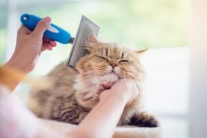 راهنمای حفظ سلامت پوست و موی گربه