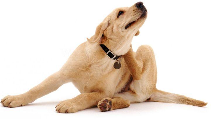 چرا پوست سگم انقدر میخاره؟