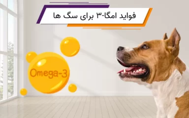 مزایای امگا 3 برای سگ