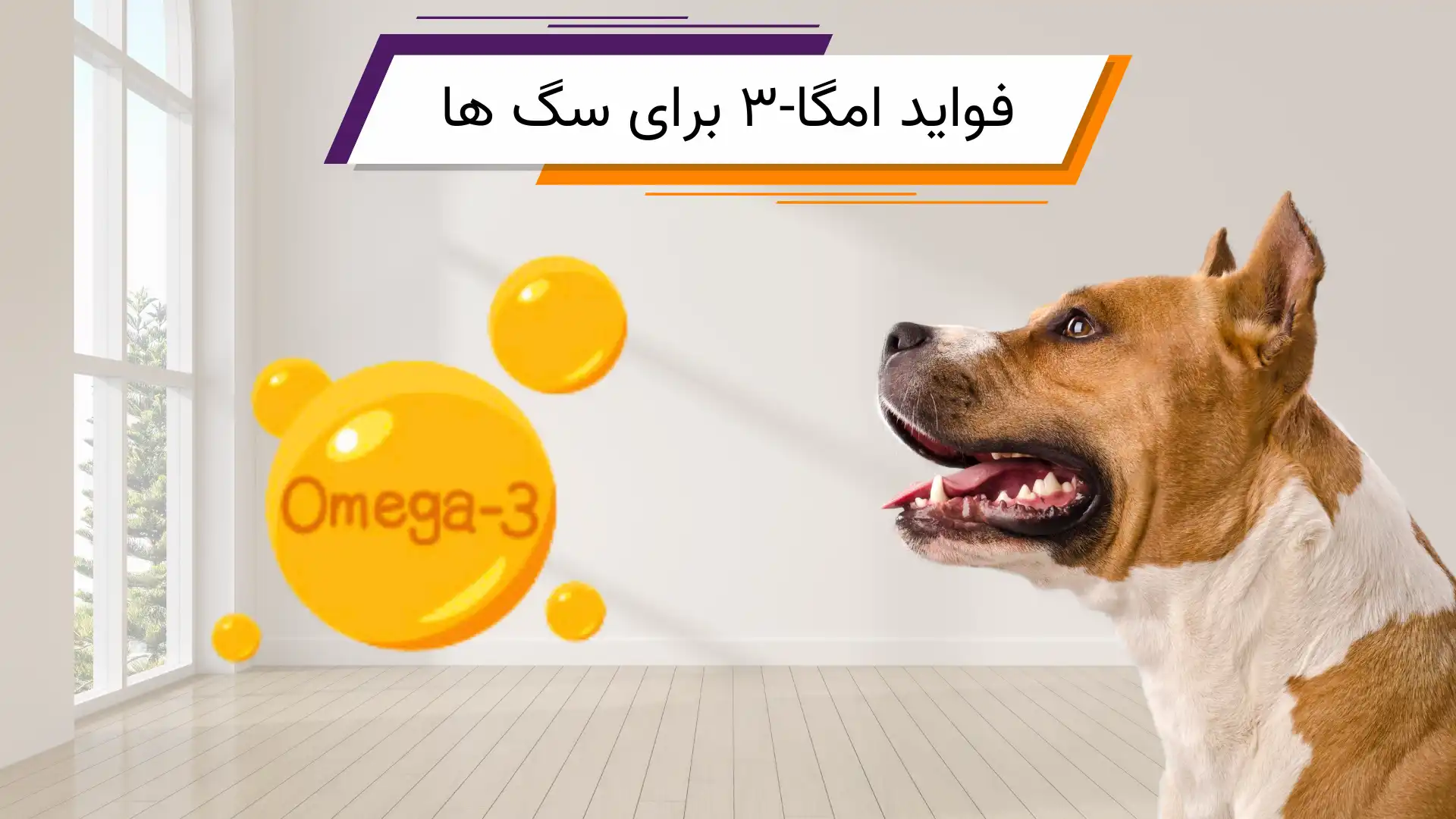 مزایای امگا 3 برای سگ