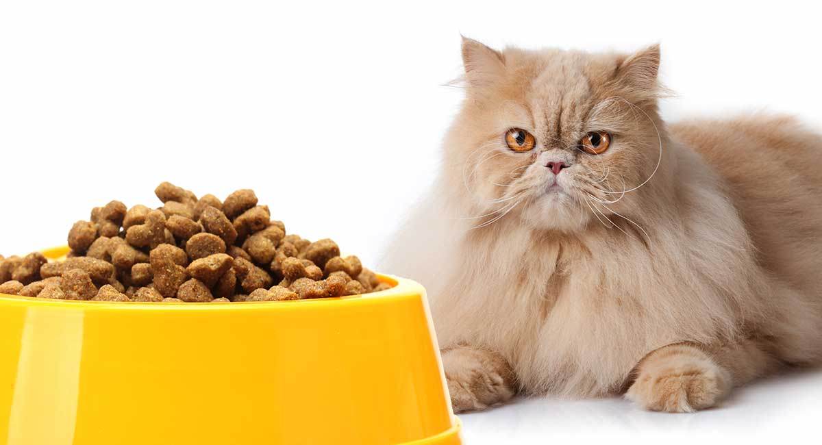 چه طعم غذای خشکی برای گربه ام بگیرم؟